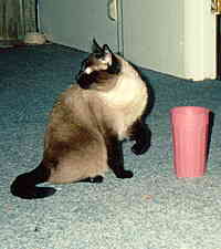 Cymry, Siamese Cat of Doom.