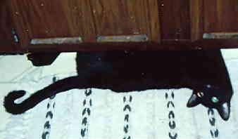 Polly, suctioned to a heater vent.